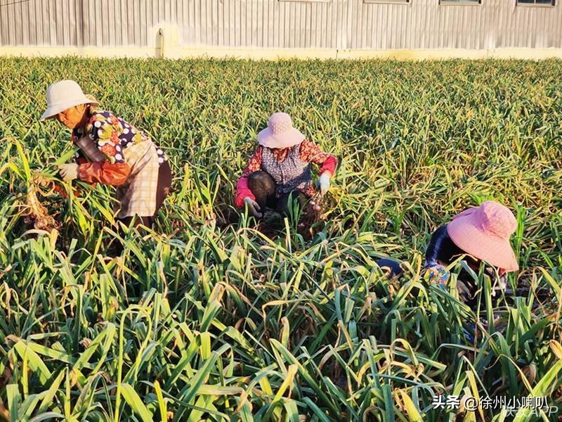 邳州冷庫大蒜最新價格動態(tài)解析